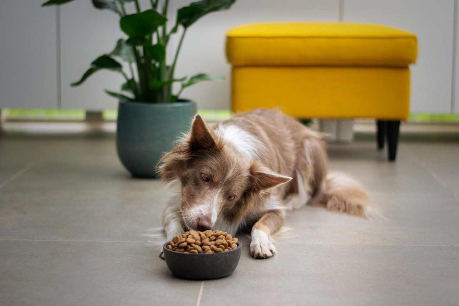 I benefici del cibo naturale per i cani