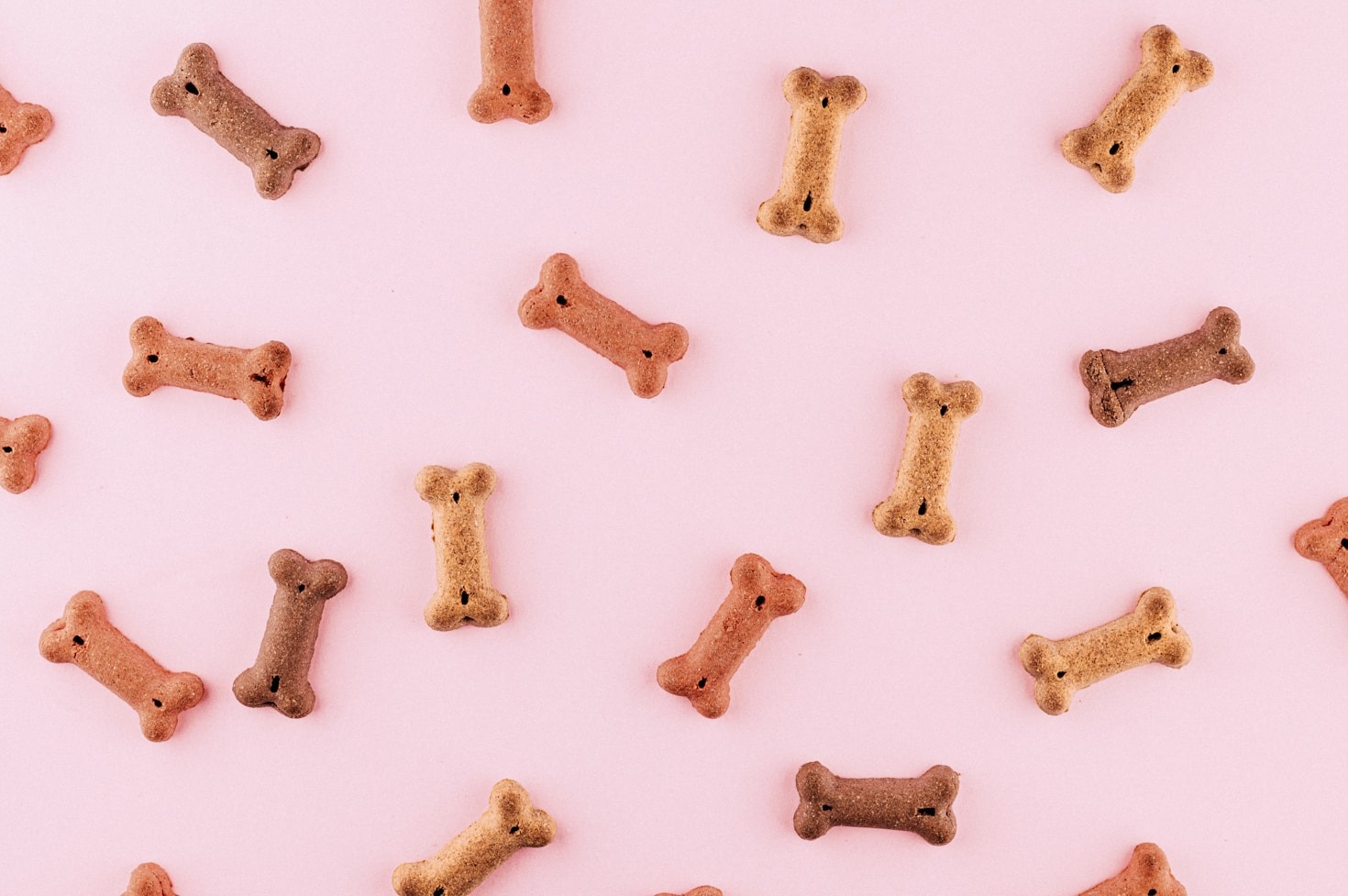 Top 5 ingredienti da evitare nel cibo per cani