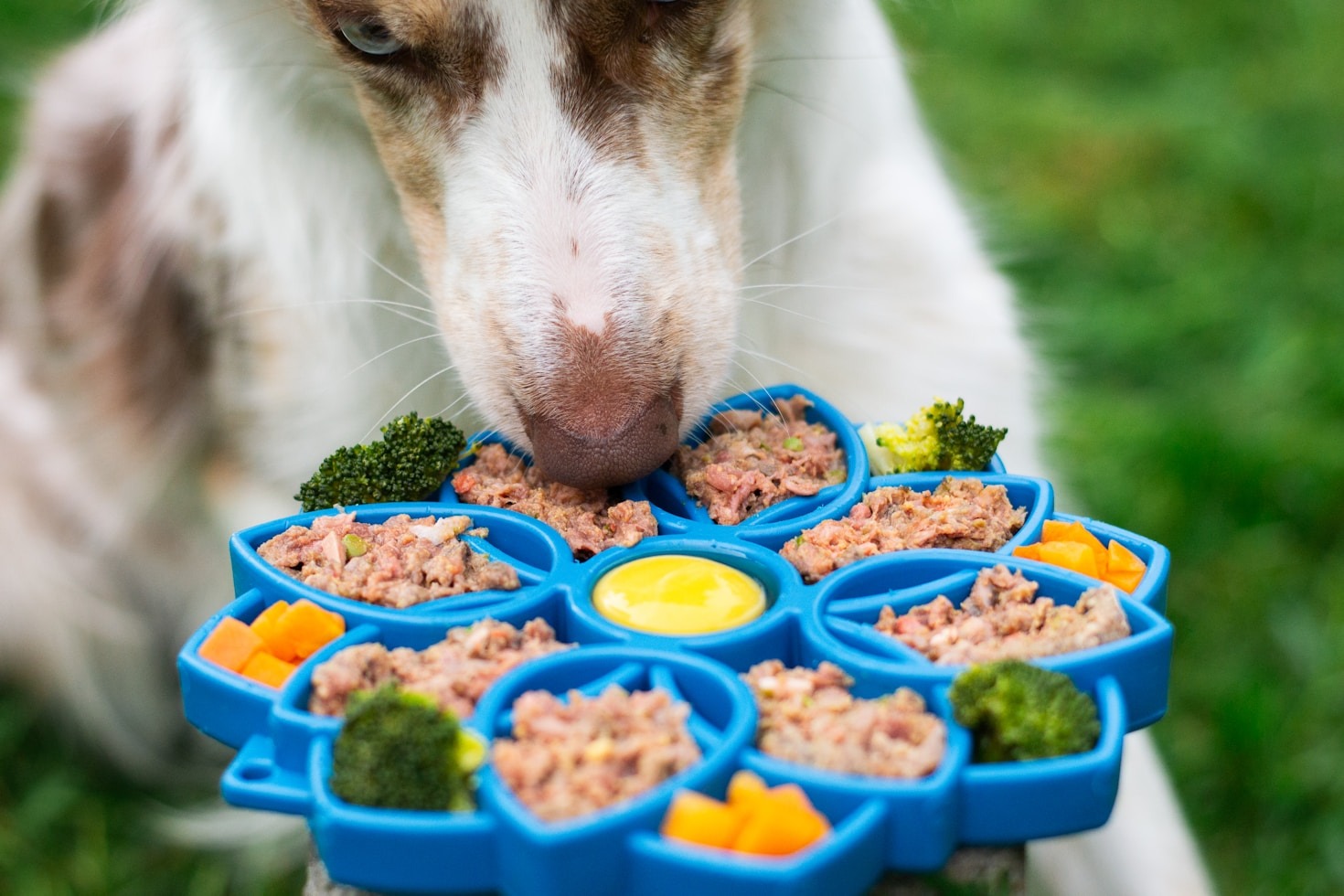 Perché la dieta naturale aiuta la salute del tuo cane