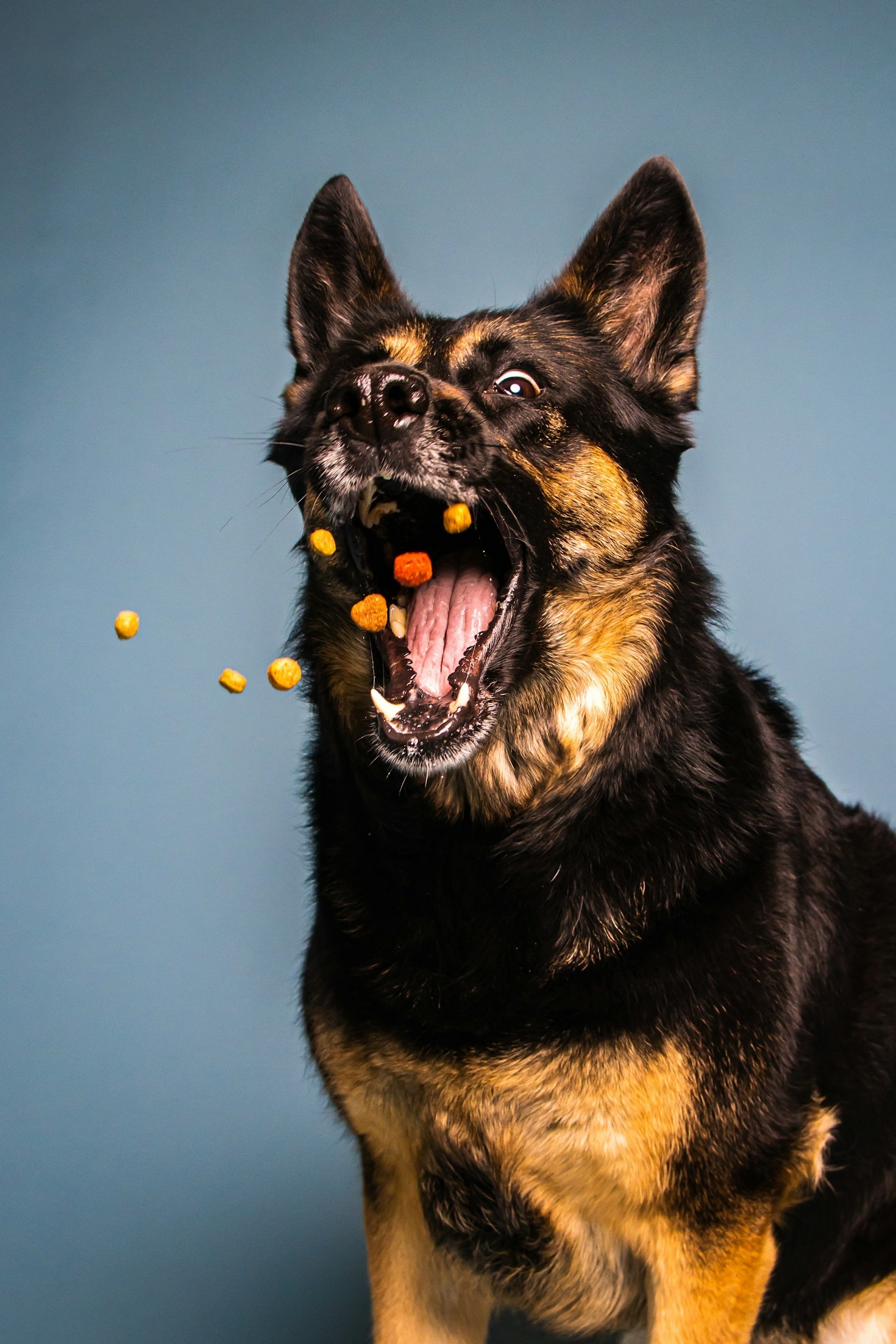 Cibi adatti per cani con sensibilità alimentari