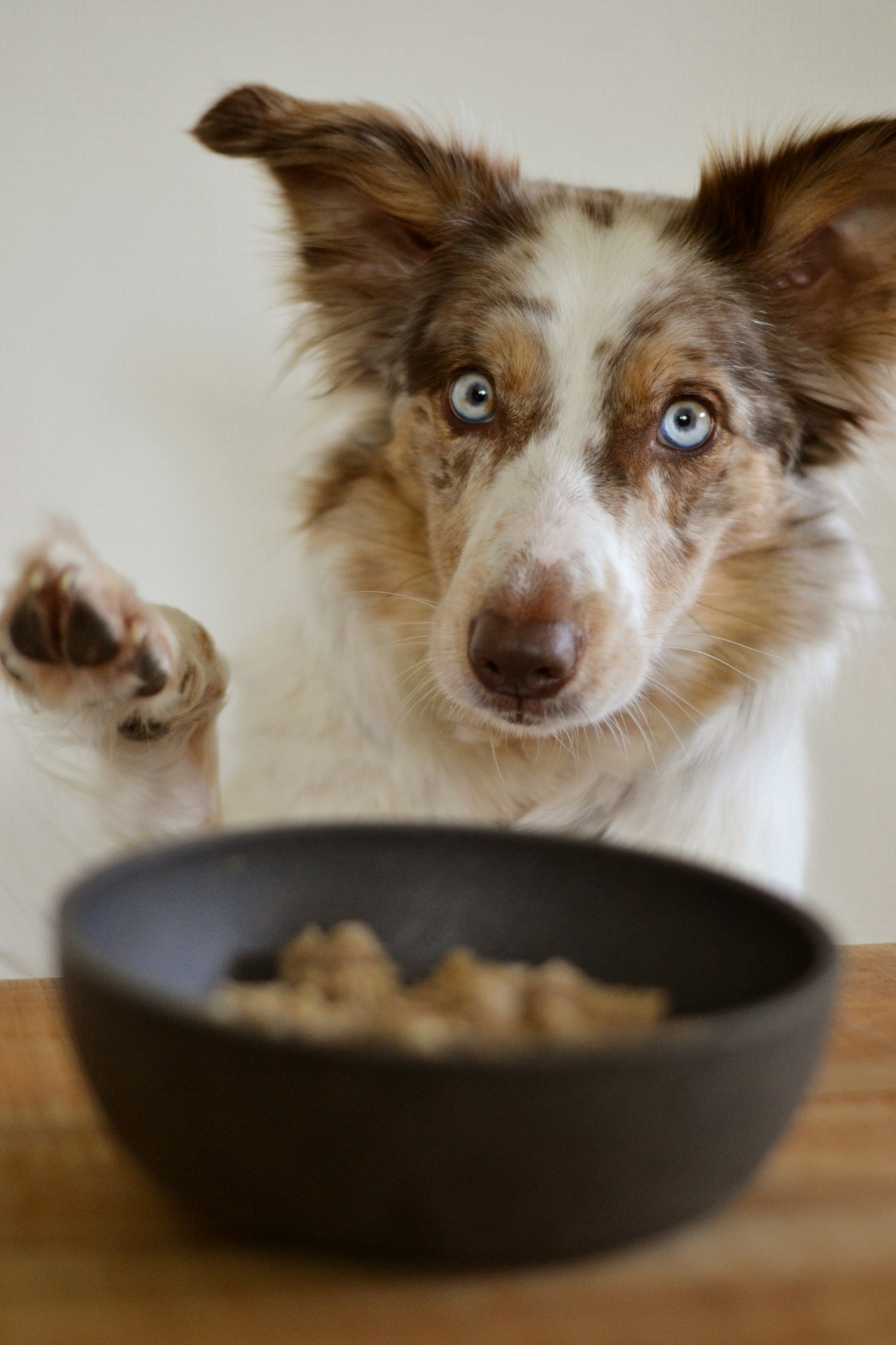 Scopri la differenza: alimentazione naturale per cani